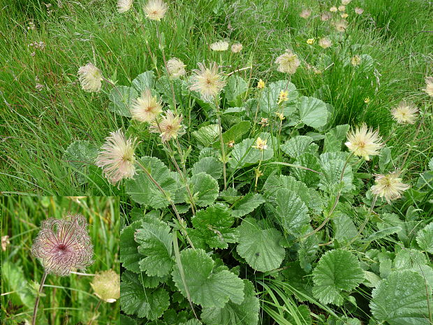 kuklica horská Oreogeum montanum (L.) E. I. Golubk.