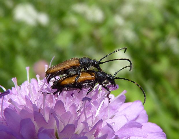 fuzáč  Paracorymbia maculicornis