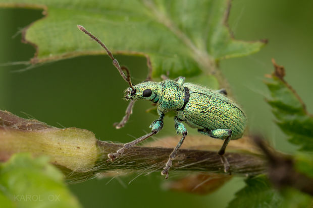 šupináčik zlatozelený  Phyllobius argentatus