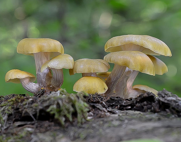 hliva lievikovitá citrónová Pleurotus citrinopileatus (Singer) Ohira