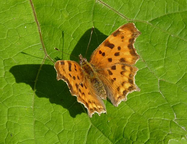 babočka zubatokrídlá / babočka bílé c  Polygonia c-album