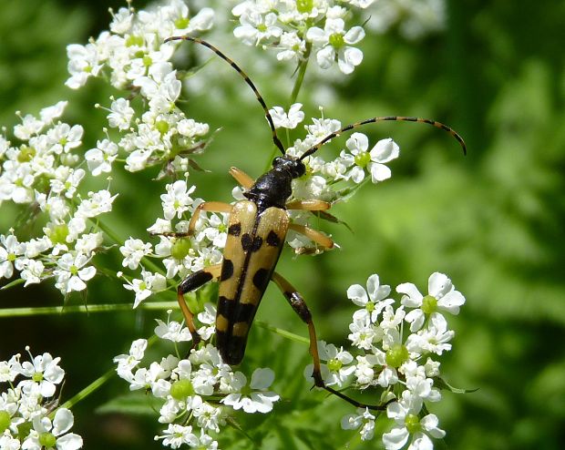 fuzáč  Rutpela maculata