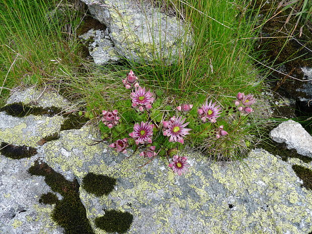 skalnica wettsteinova Sempervivum wettsteinii Letz, ined.