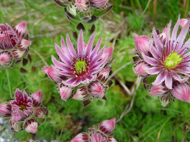 skalnica wettsteinova Sempervivum wettsteinii Letz, ined.