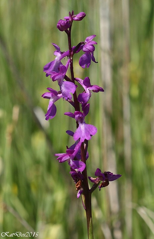 červenohlav močiarny Anacamptis palustris (Jack.) R. M. Bateman, A. M. Pringeon & M. W. Chase