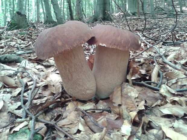 hríb dubový Boletus reticulatus Schaeff.