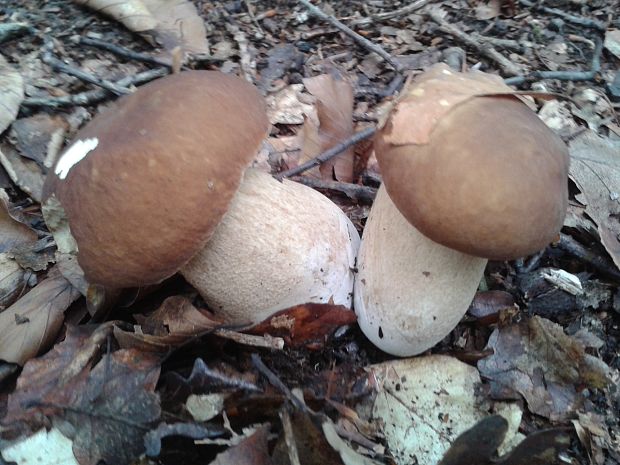 hríb dubový Boletus reticulatus Schaeff.