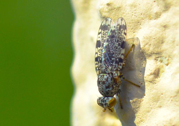 ... Callopistromyia annulipes