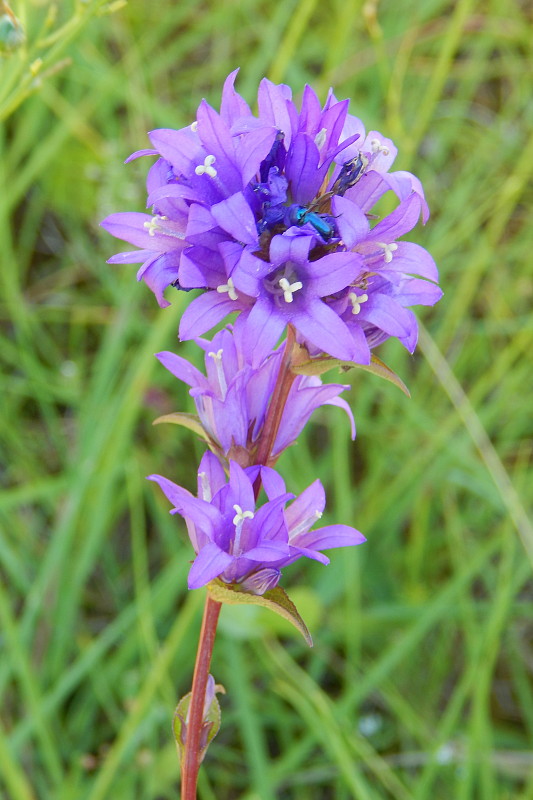 zvonček klbkatý Campanula glomerata agg. L.