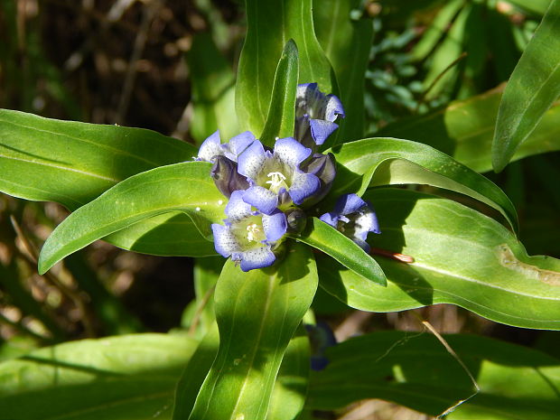 horec krížatý Gentiana cruciata L.