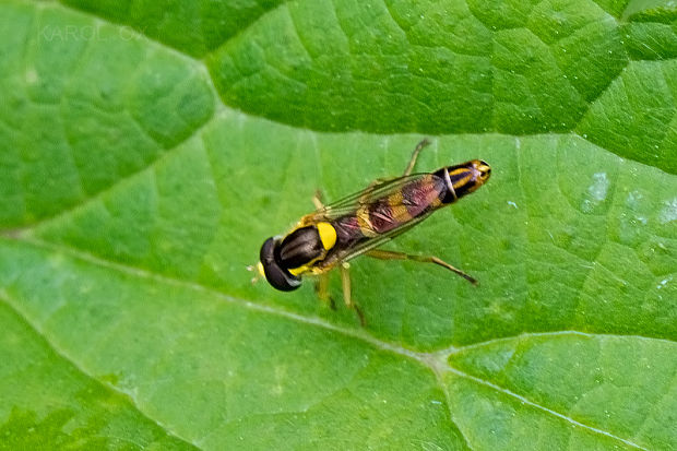 pestrica Sphaerophoria scripta