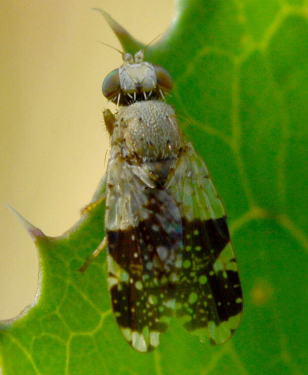 vrtivka Tephritis formosa (Dipt., Tephritidae)