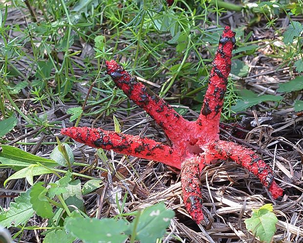 mrežovka kvetovitá Clathrus archeri (Berk.) Dring