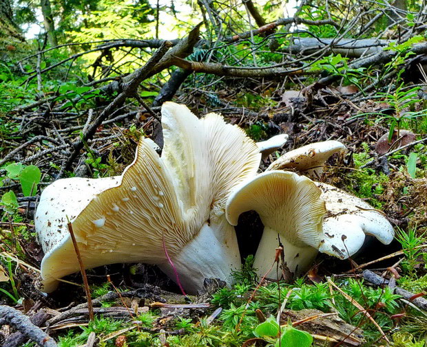 rýdzik korenistý Lactarius piperatus (L.) Pers.