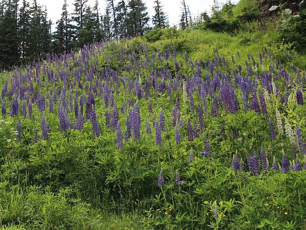 lupina mnoholistá Lupinus polyphyllus Lindl.