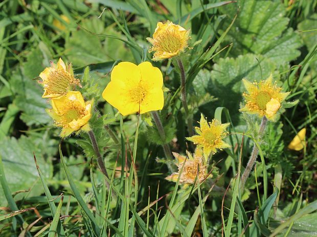 kuklica horská Oreogeum montanum (L.) E. I. Golubk.