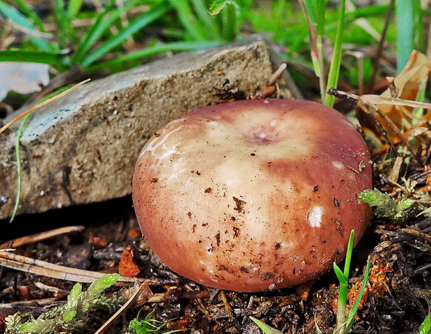 plávka Russula sp.