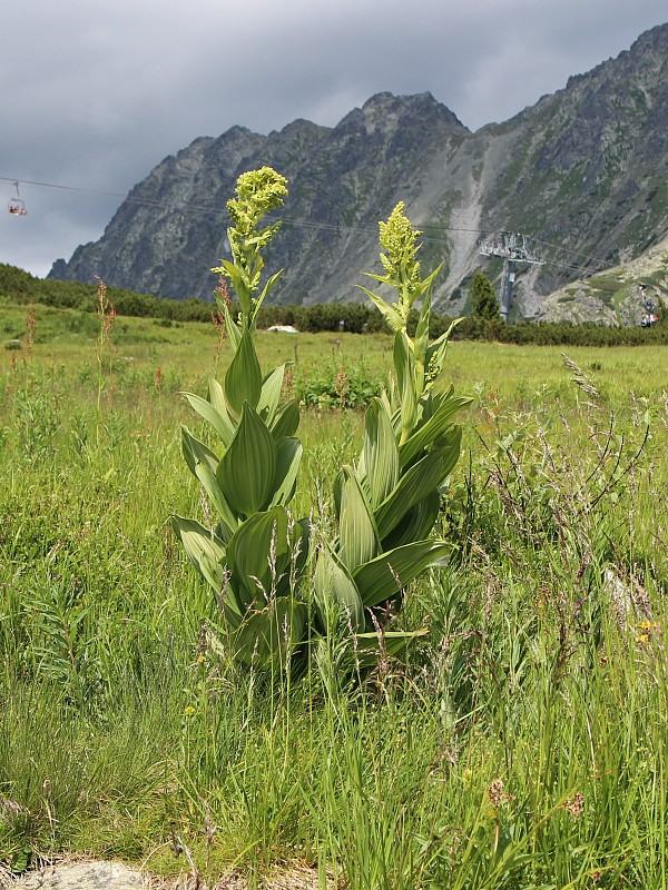 kýchavica biela lobelova Veratrum album subsp. lobelianum (Bernh.) Arcang.