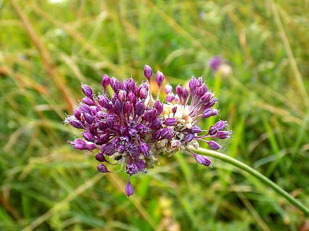 cesnak orešcový Allium scorodoprasum L.