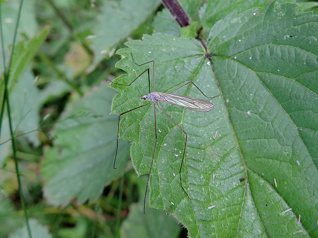 bahniarka / bahnomilka Austrolimnophila cf. ochracea Meigen, 1804