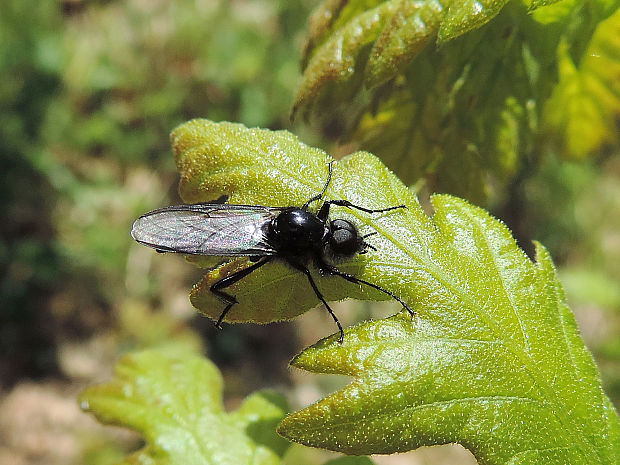 mušica marcová / muchnice březnová ♂ Bibio marci Linnaeus, 1758