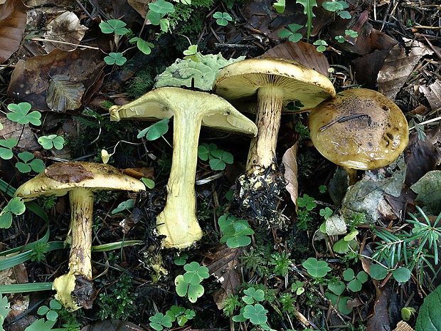 pavučinovec sírovožltý Cortinarius sulfurinus Quél.