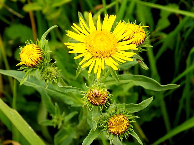 oman britský Inula britannica L.