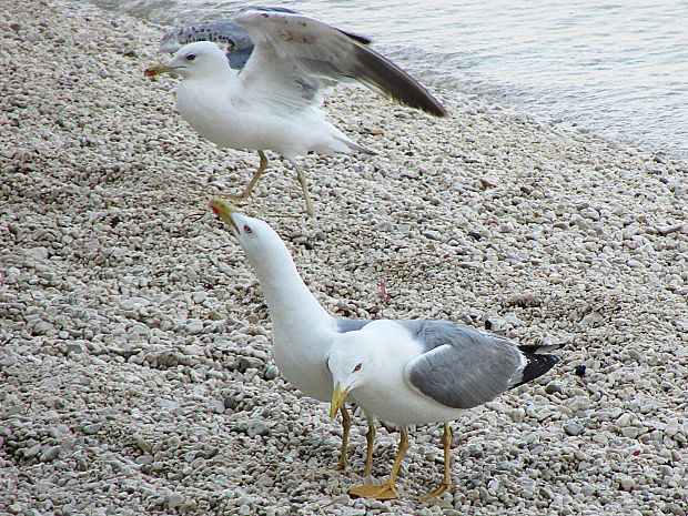 racek středomořský Larus michahellis