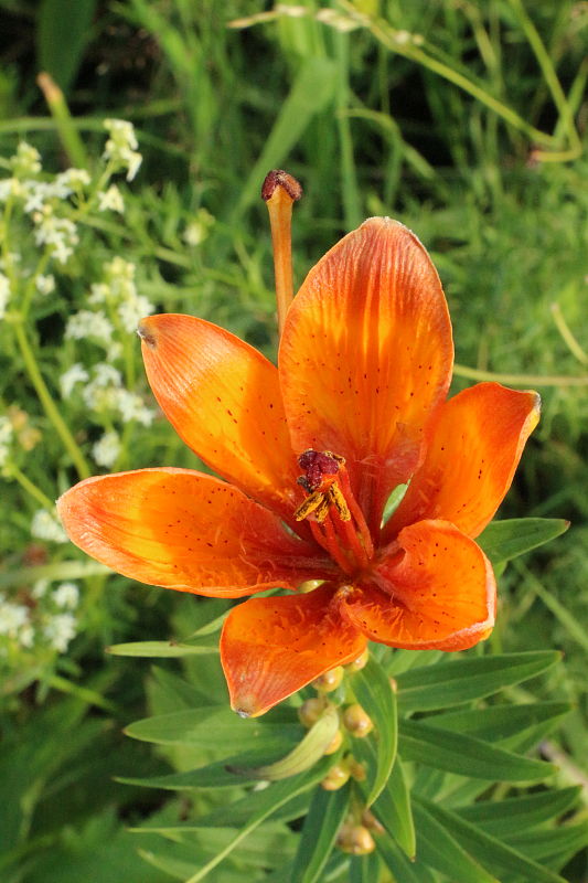 ľalia cibuľkonosná Lilium bulbiferum L.