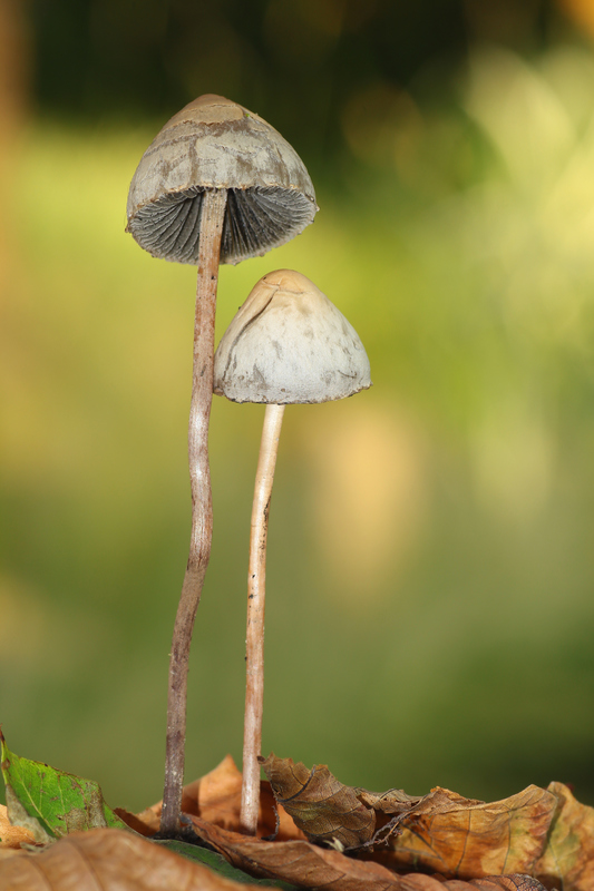 zvoncovec Panaeolus sp.