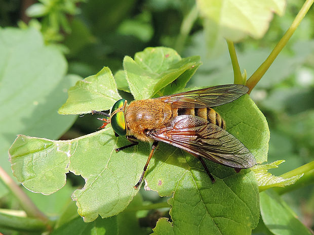 ovad ♀ Philipomyia graeca Fabricius, 1794