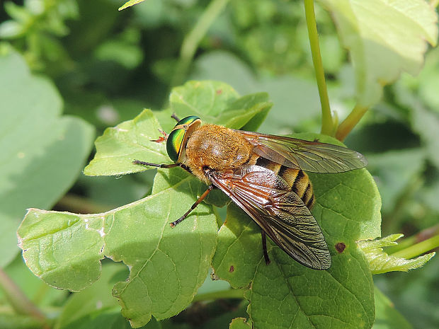 ovad ♀ Philipomyia graeca Fabricius, 1794