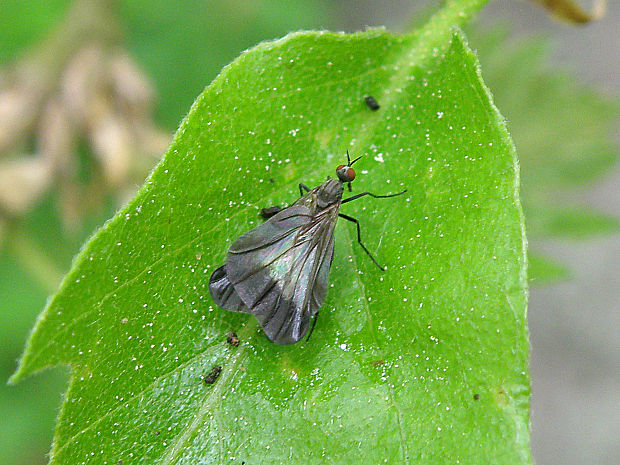 krúživka / kroužilka Rhamphomyia (Pararhamphomyia) marginata Fabricius, 1787