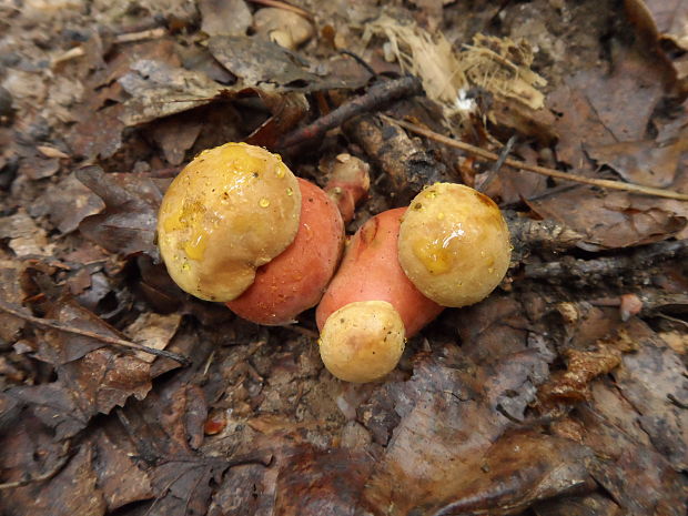 hríb zrnitohlúbikový Sutorius luridiformis (Rostk.) G. Wu & Zhu L. Yang