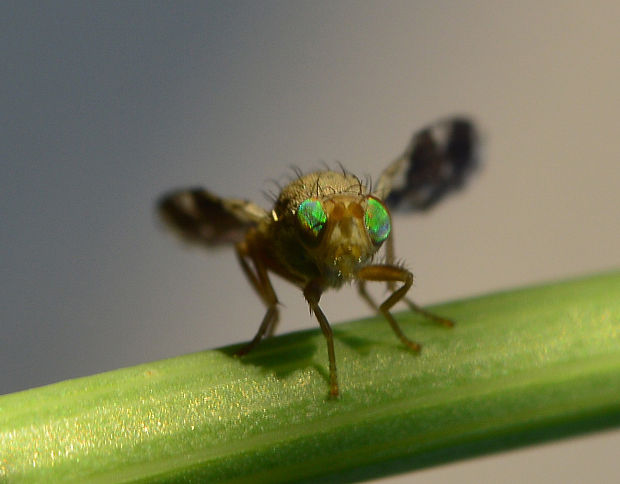 vrtivka Tephritis formosa (Dipt., Tephritidae)