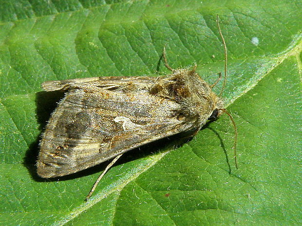 mora gama Autographa gamma  Linnaeus, 1758