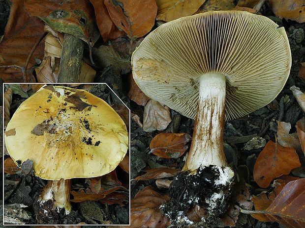 pavučinovec lupinatý Cortinarius saporatus Britzelm.