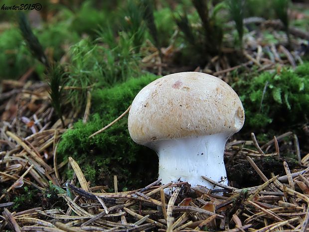 pavučinovec Cortinarius sp.