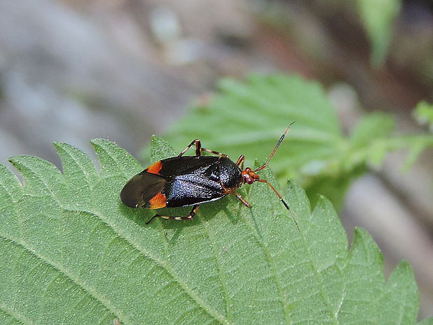 bzdôška / klopuška italská Deraeocoris flavilinea A. Costa, 1862