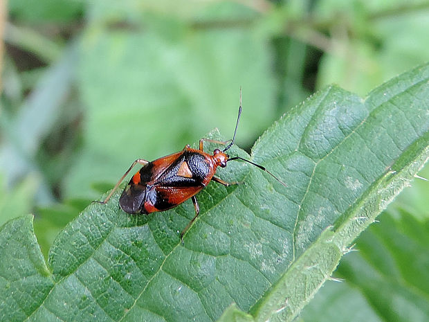 bzdôška premenlivá / klopuška měnlivá Deraeocoris ruber Linnaeus, 1758