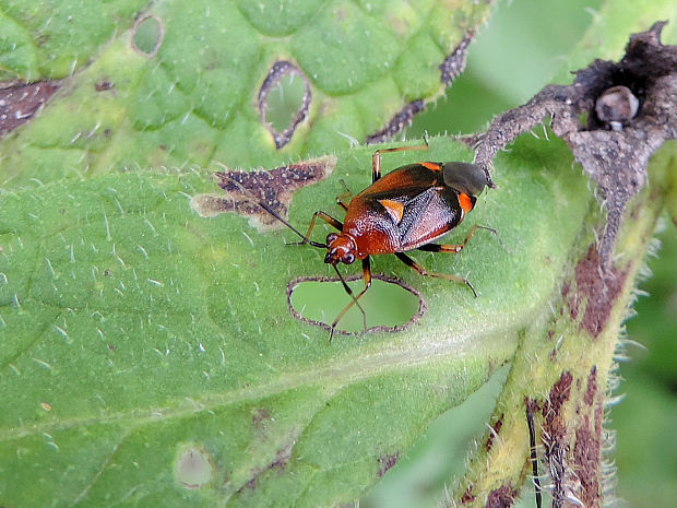 bzdôška premenlivá / klopuška měnlivá Deraeocoris ruber Linnaeus, 1758