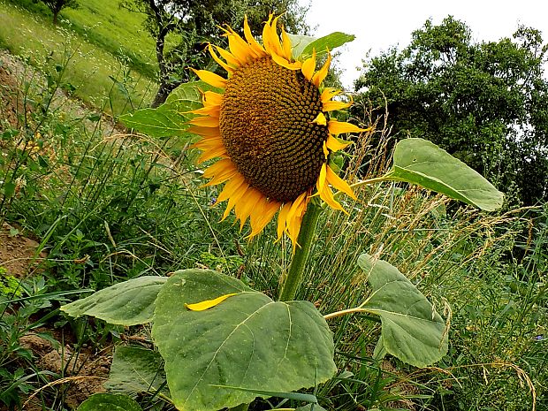 slnečnica ročná Helianthus annuus L.