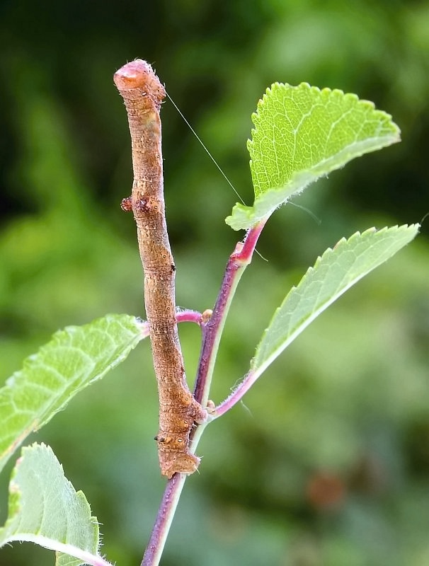 kôrovka ovocná Hypomecis punctinalis Scopoli,1763