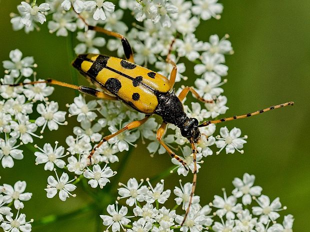 fuzáč Leptura maculata