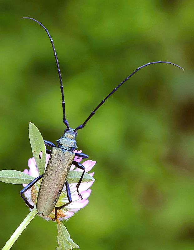 fuzáč pižmový Aromia moschata