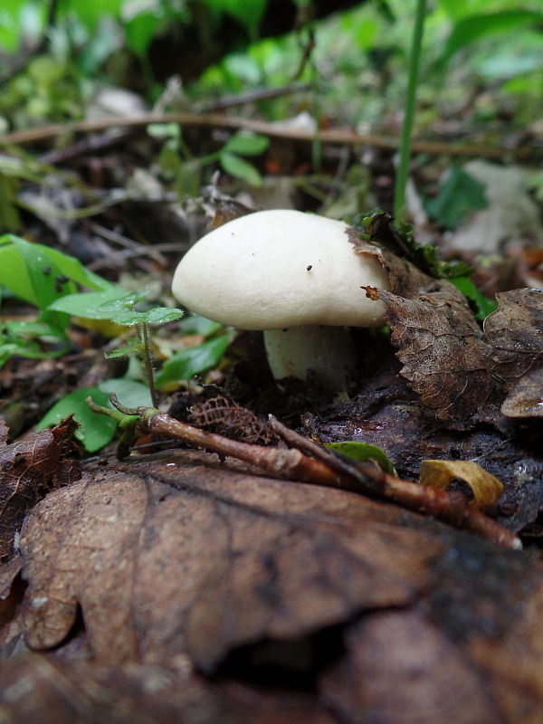 čírovnica májová Calocybe gambosa (Fr.) Donk