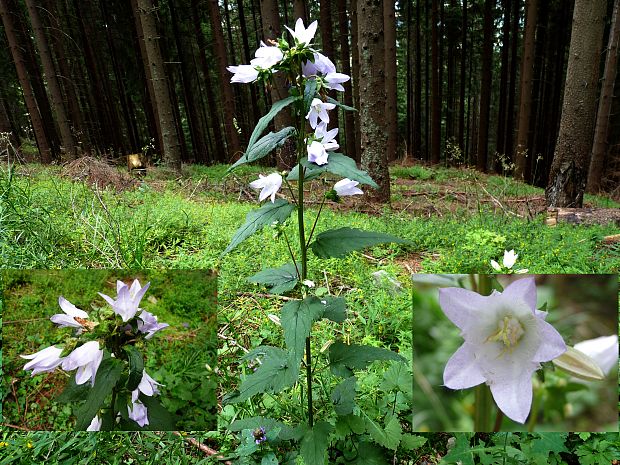 zvonček repkovitý Campanula rapunculoides L.