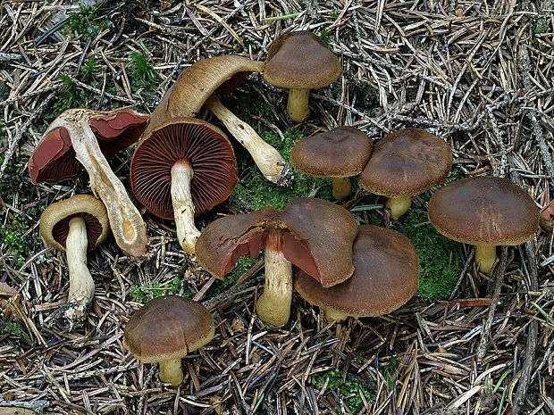 pavučinovec hnedogranátový Cortinarius ominosus Bidaud