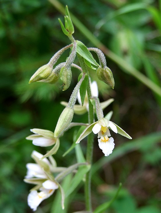 kruštík močiarny Epipactis palustris (L.) Crantz