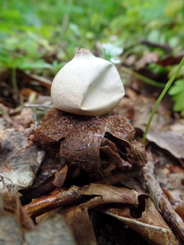 hviezdovka strapkatá Geastrum fimbriatum Fr.